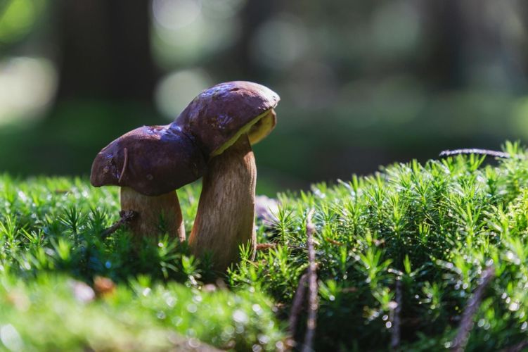 Mikrobiom, jelita i nastrój – jak grzyby witalne wspierają oś jelita–mózg?
